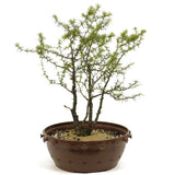 Yamadori  Clump Style American Larch - D351