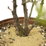 Yamadori  Clump Style American Larch - D351