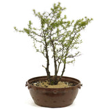 Yamadori  Clump Style American Larch - D351