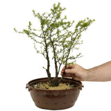 Yamadori  Clump Style American Larch - D351
