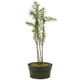 Four American Larch Trunks - D352