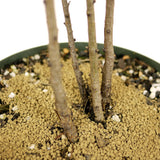 Four American Larch Trunks - D352