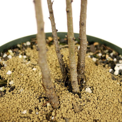 Four American Larch Trunks - D352