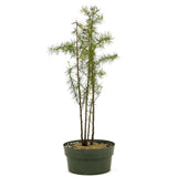Four American Larch Trunks - D352