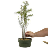 Four American Larch Trunks - D352