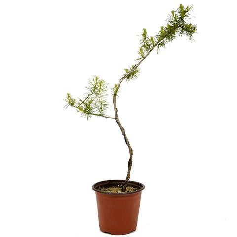 Wired American Larch - D353