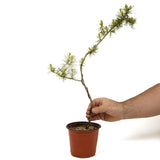 Wired American Larch - D353