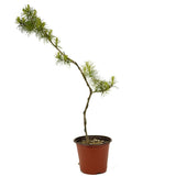 Wired American Larch - D353