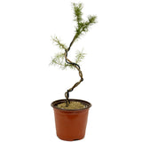 Wired American Larch - D353A