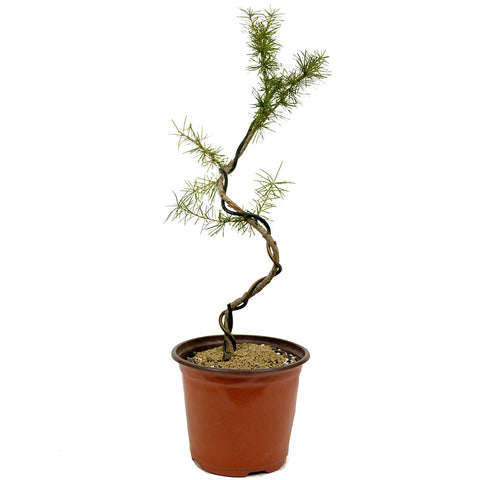 Wired American Larch - D353A