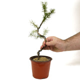 Wired American Larch - D353A