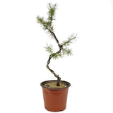 Wired American Larch - D353A
