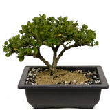 Shohin Dwarf Natal Plum D354