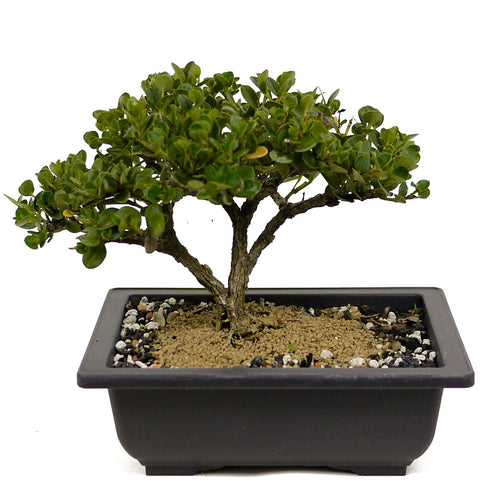 Shohin Dwarf Natal Plum D354
