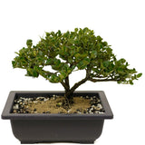 Shohin Dwarf Natal Plum D354