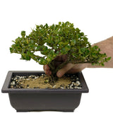 Shohin Dwarf Natal Plum D354
