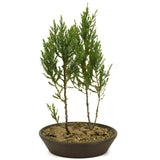 Small Blue Point Juniper Forest D355