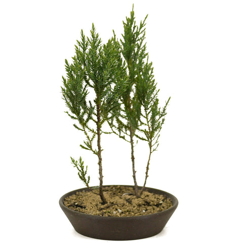 Small Blue Point Juniper Forest D355