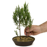 Small Blue Point Juniper Forest D355