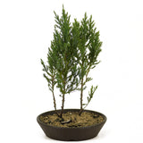 Small Blue Point Juniper Forest D355