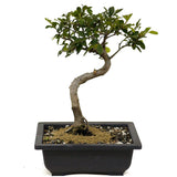 Chinese Elm D356