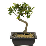 Chinese Elm D356