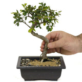 Chinese Elm D356