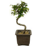 Chinese Elm D357