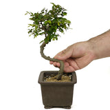 Chinese Elm D357