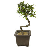 Chinese Elm D357