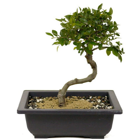 Chinese Elm D358