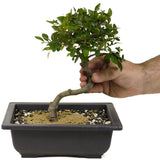 Chinese Elm D358