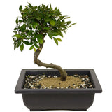 Chinese Elm D358
