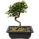 Chinese Elm D359