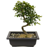 Chinese Elm D359