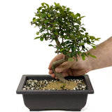 Chinese Elm D359