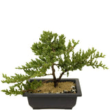 Dwarf Japanese Garden Juniper D360