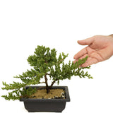 Dwarf Japanese Garden Juniper D360