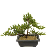 Dwarf Japanese Garden Juniper D360