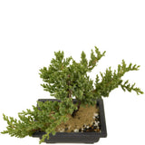 Dwarf Japanese Garden Juniper D360