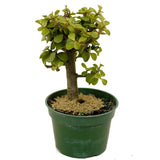 Mini Jade D361