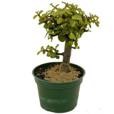 Mini Jade D361