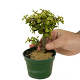 Mini Jade D361