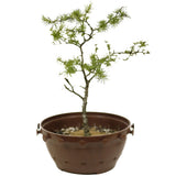 Yamadori American Larch in Tie Pot - D362