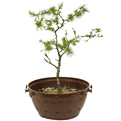 Yamadori American Larch in Tie Pot - D362