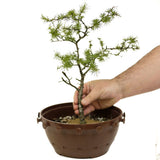 Yamadori American Larch in Tie Pot - D362