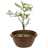 Yamadori American Larch in Tie Pot - D362