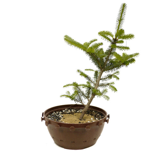 Fraser Fir in a Tie Pot - D363