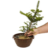 Fraser Fir in a Tie Pot - D363