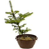 Fraser Fir in a Tie Pot - D363